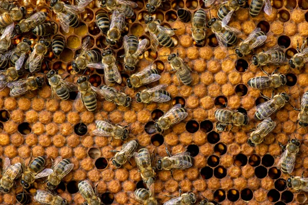 Gros Plan Des Abeilles Sur Nid Abeille Dans Rucher Foyer — Photo