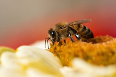 Bir arı polen çiçekli bahar bahçe - seçici odak, metin için yer toplama son derece yakın çekim