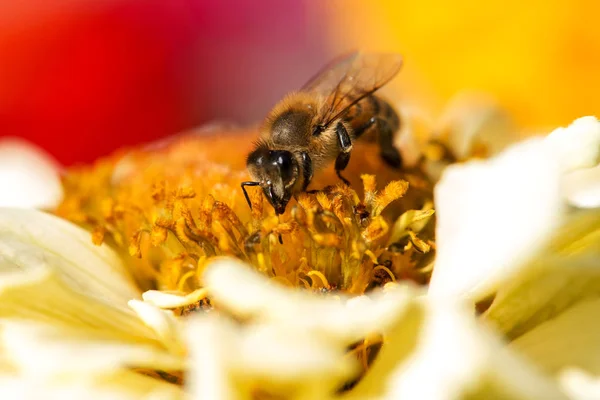 Надзвичайно Крупним Планом Бджола Збирає Пилок Квітковому Весняному Саду Вибірковий — стокове фото