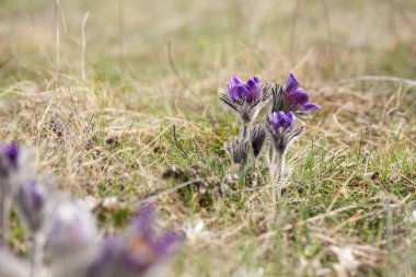 Bahar çiçek vahşi Pulsatilla pratensis - seçici odak, kopya alanı