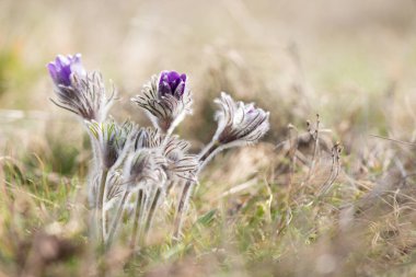 Bahar çiçek vahşi Pulsatilla pratensis - seçici odak, kopya alanı