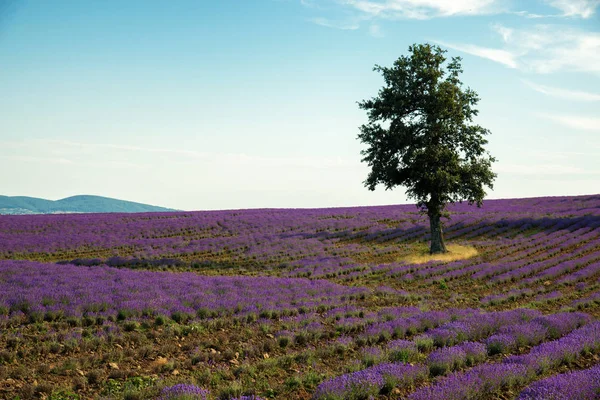 Flor Lavanda Floreciendo Campos Perfumados Filas Interminables Enfoque Selectivo Espacio — Foto de Stock