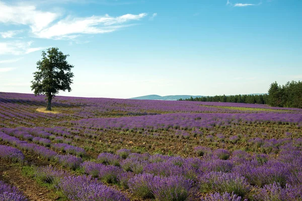 Flor Lavanda Floreciendo Campos Perfumados Filas Interminables Enfoque Selectivo Espacio — Foto de Stock