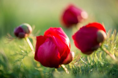 Yabani şakayık ince yapraklı (Paeonia tenuifolia), kendi doğal ortamında uygundur. Parlak dekoratif çiçek, Bahçe peyzaj tasarımı - seçici odak popüler.