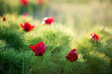 Yabani şakayık ince yapraklı (Paeonia tenuifolia), kendi doğal ortamında uygundur. Parlak dekoratif çiçek, Bahçe peyzaj tasarımı - seçici odak popüler.