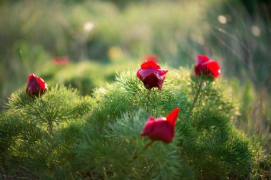 Yabani şakayık ince yapraklı (Paeonia tenuifolia), kendi doğal ortamında uygundur. Parlak dekoratif çiçek, Bahçe peyzaj tasarımı - seçici odak popüler.