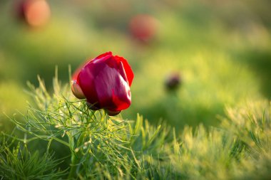 Yabani şakayık ince yapraklı (Paeonia tenuifolia), kendi doğal ortamında uygundur. Parlak dekoratif çiçek, Bahçe peyzaj tasarımı - seçici odak popüler.