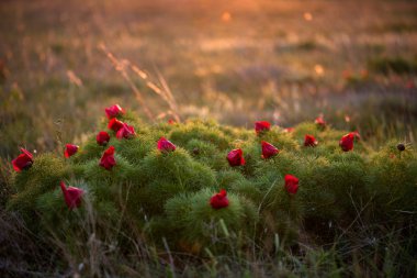 Yabani şakayık ince yapraklı (Paeonia tenuifolia), gün batımına karşı doğal ortama erişimi mevcuttur. Parlak dekoratif çiçek, Bahçe peyzaj tasarımı - seçici odak popüler.
