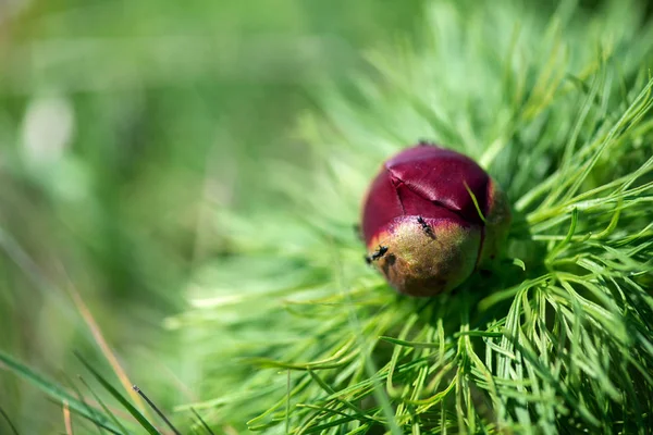 Paeonia Tenuifolia 그것의 디자인 선택적 초점에 — 스톡 사진