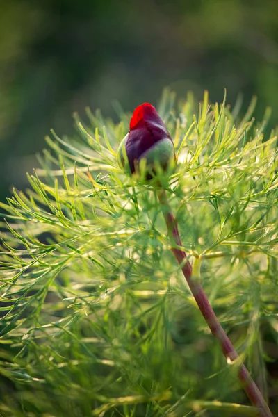 Wild Peony Thin Leaved Paeonia Tenuifolia Its Natural Environment Bright — Stock Photo, Image