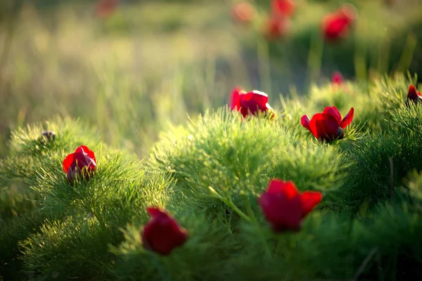 Yabani şakayık ince yapraklı (Paeonia tenuifolia), kendi doğal ortamında uygundur. Parlak dekoratif çiçek, Bahçe peyzaj tasarımı - seçici odak popüler.