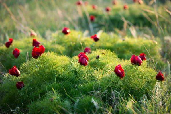 Yabani şakayık ince yapraklı (Paeonia tenuifolia), kendi doğal ortamında uygundur. Parlak dekoratif çiçek, Bahçe peyzaj tasarımı - seçici odak popüler.