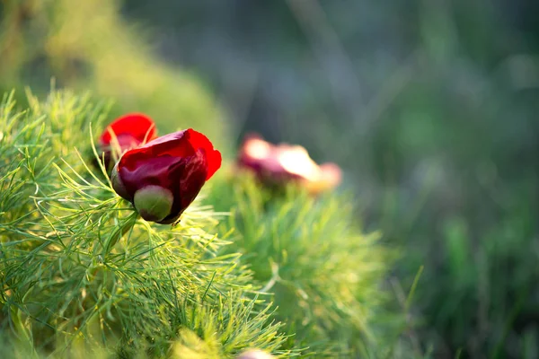 Yabani şakayık ince yapraklı (Paeonia tenuifolia), kendi doğal ortamında uygundur. Parlak dekoratif çiçek, Bahçe peyzaj tasarımı - seçici odak popüler.