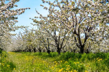 Güzel bir yeşil çim üzerinde beyaz kiraz ağaçlarında baharda açan satır