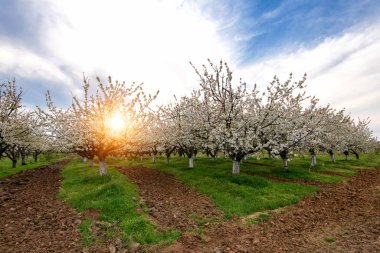 Güzel bir yeşil çim üzerinde beyaz kiraz ağaçlarında baharda açan satır