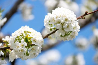 Çiçeklenme vişne dallarında mavi gökyüzü - seçici odak, kopya alanı yakın çekim