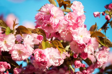 Güzel kiraz çiçeği, pembe sakura Çiçek Doğa arka plan - seçici odak üzerinde