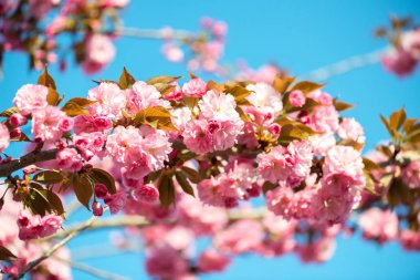 Güzel kiraz çiçeği, pembe sakura Çiçek Doğa arka plan - seçici odak üzerinde