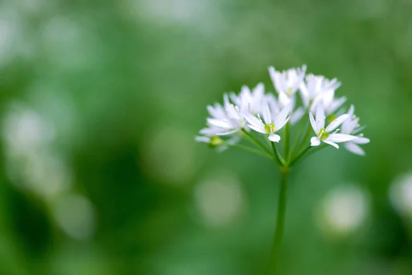 Ramson Flori Allium Ursinum Înflorirea Plantelor Usturoi Sălbatic Pădure Primăvară — Fotografie, imagine de stoc