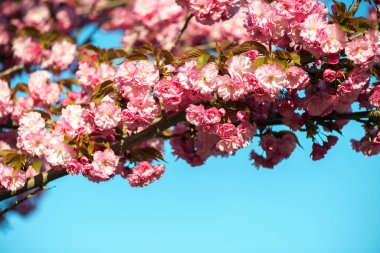 Güzel kiraz çiçeği, pembe sakura Çiçek Doğa arka plan - seçici odak üzerinde