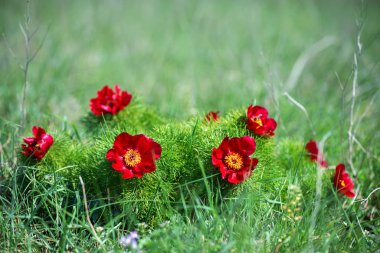 Yabani şakayık ince yapraklı (Paeonia tenuifolia), kendi doğal ortamında uygundur. Parlak dekoratif çiçek, Bahçe peyzaj tasarımı - seçici odak popüler.