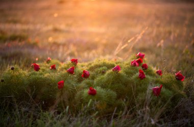 Yabani şakayık ince yapraklı (Paeonia tenuifolia), kendi doğal ortamında uygundur. Parlak dekoratif çiçek, Bahçe peyzaj tasarımı - seçici odak popüler.