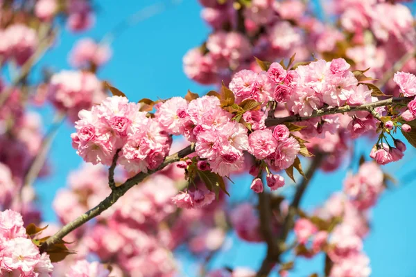 Güzel kiraz çiçeği, pembe sakura Çiçek Doğa arka plan - seçici odak üzerinde