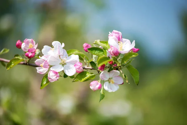 Våren Blossom Gren Blommande Äppelträd Trädgården Bakgrund Selektiv Fokus Utrymme — Stockfoto