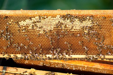 arıdan petek arı kovanı - tarih seçici odak, kopya alanı yakın çekim