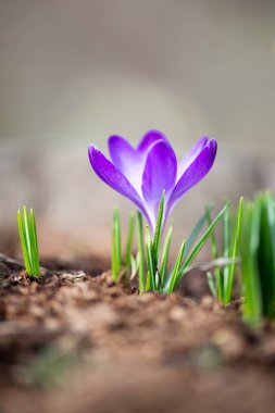 Bahar bahçe - seçmeli odak, kopya alanı, mor çiçekli Iridaceae yakın dikey yönlendirme