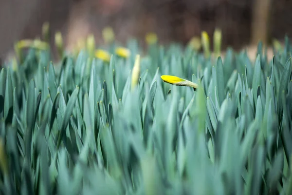 Blühende Frühlingsblumen Narzissen im Vorfrühlingsgarten - selektiver Fokus, Kopierraum — Stockfoto