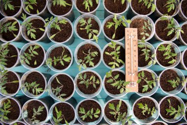 Bir serada domates fidanları ve büyüyen çevrenin sıcaklığını gösteren bir termometre-seçici odak, üst görünüm