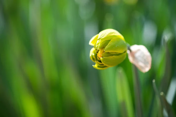 Blooming spring flowers daffodils in early spring garden - selective focus, copy space — Stock Photo, Image