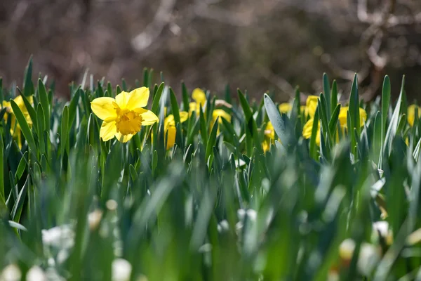 Blühende Frühlingsblumen Narzissen im Vorfrühlingsgarten - selektiver Fokus, Kopierraum — Stockfoto