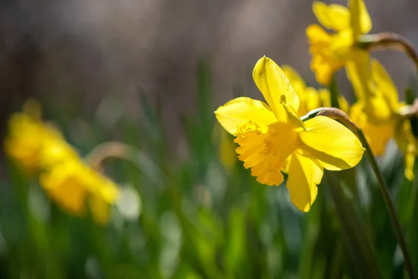 Blühende Frühlingsblumen Narzissen im Vorfrühlingsgarten - selektiver Fokus, Kopierraum — Stockfoto