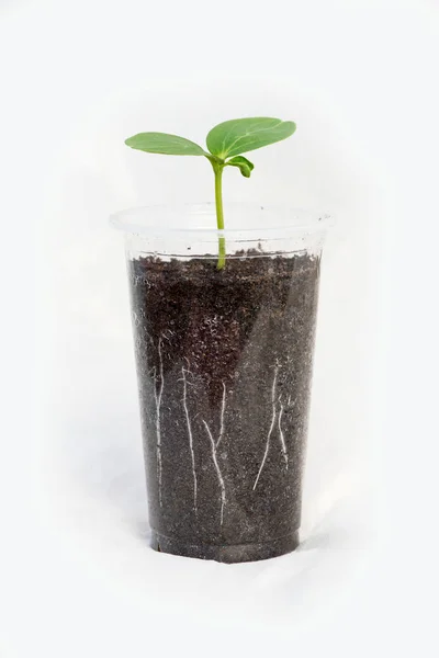 Cucumber seedlings with visible roots in transparent pot isolated on white background - vertical orientation Stock Picture