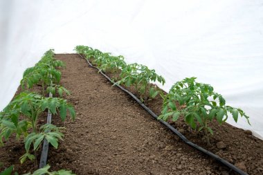 Bir sera ve damla sulama sistemi domates bitkileri - seçici odak, beyaz arka plan