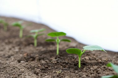 Bir serada büyüyen salatalık fideleri - seçici odak, kopyalama alanı, beyaz arka plan