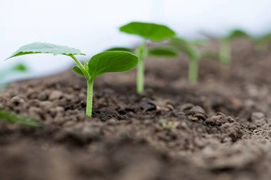 Bir serada büyüyen salatalık fideleri - seçici odak, kopyalama alanı, beyaz arka plan