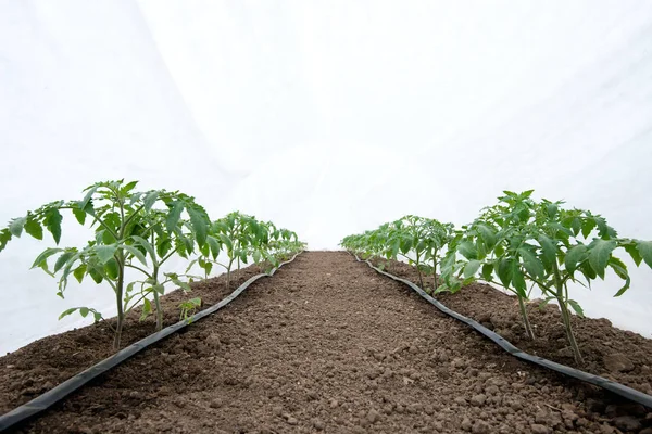 온실과 점적 관개 sistem에 토마토 식물 - 선택적 초점, 흰색 배경 — 스톡 사진