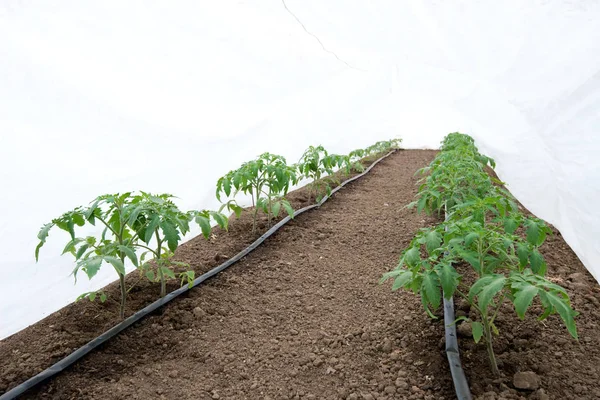 온실과 점적 관개 sistem에 토마토 식물 - 선택적 초점, 흰색 배경 — 스톡 사진