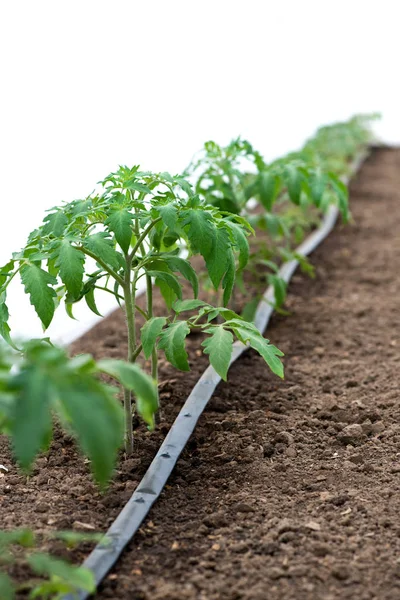 Plantes de tomates en serre et sistem d'irrigation goutte-à-goutte - focus sélectif, fond blanc — Photo