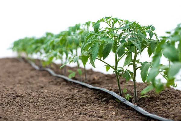 Tomato plants in a greenhouse and drip irrigation sistem - selective focus, white background — Stock Photo, Image