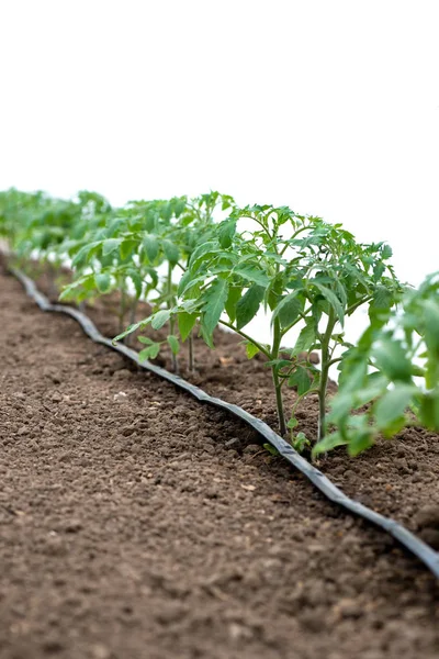 Tomatenplanten in een kas en druppelirrigatie sistem-selectieve focus, witte achtergrond — Stockfoto