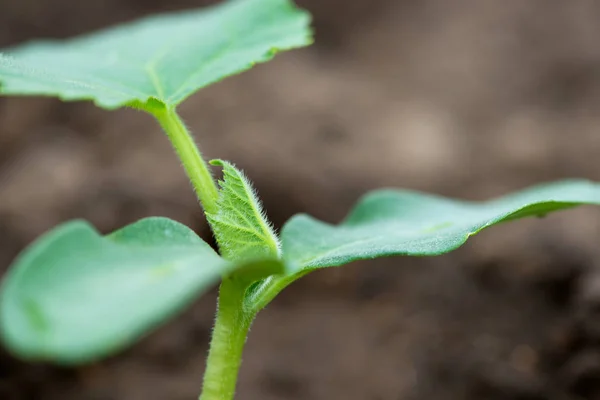 Plántulas de pepino creciendo en un invernadero - enfoque selectivo, espacio de copia, fondo blanco — Foto de Stock