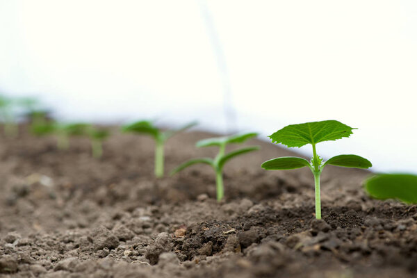 Саженцы огурцов, растущие в теплице - выборочная фокусировка, копировальное пространство, белый фон
