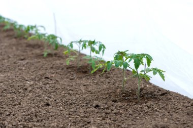 bir serada büyüyen domates fideleri - seçici odak, kopyalama alanı, beyaz arka plan