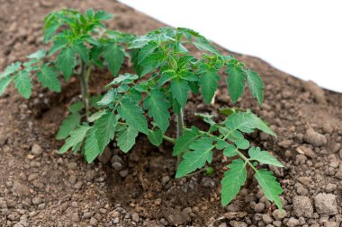 bir serada büyüyen domates fideleri - seçici odak, kopyalama alanı, beyaz arka plan