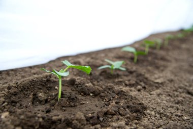 Bir serada büyüyen salatalık fideleri - seçici odak, kopyalama alanı, beyaz arka plan
