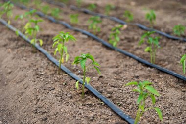 organik biber bitkileri ve damla sulama sistemi ile sera - seçici odak